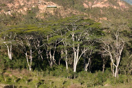 Arabica coffee bushes are given shade under these massive acacia trees