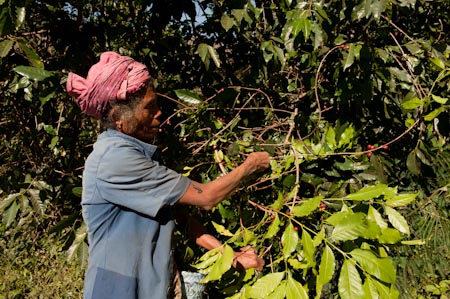 Hand picked, the coffee industry is highly labour intensive giving jobs to many East Timorese