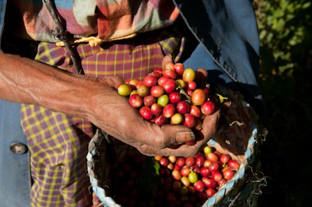 The freshly picked bright red coffee bean will undergo a drying period before they are sold to the mills