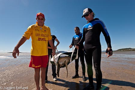 Communal effort from Bowen Surf Lifesaver Club Captain Trevor Armstrong, Sea Turtle Foundation Project Manager Julie Traweek & JCU volunteers bring a big green turtle to shore for the scientific research data gathering to get done.