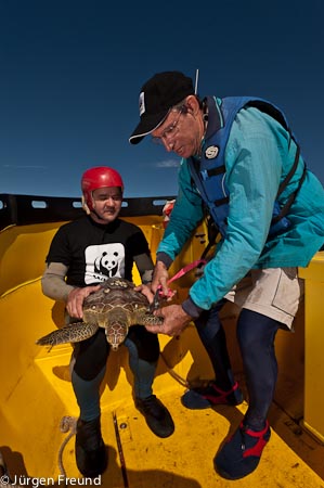JCU volunteer Ron Goodwin tags and measures the green turtle Charlie Stevens of WWF caught.