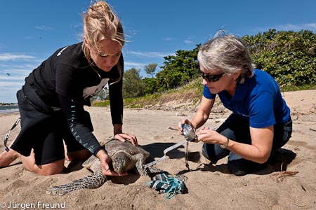 Dr. Ellen Ariel, marine virologist from JCU photographs a green turtle with Lydia Gibson of WWF-Australia assisting.