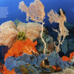 Coral Triangle featured in BBC Wildlife Magazine