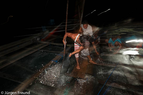 After a few hours the lights are switched off and the nets lifted with the fish trapped inside. 
