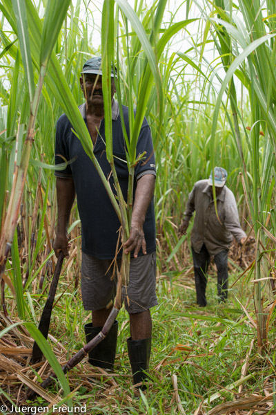Fijian sugarcane farmers maintain their fields.