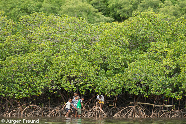 Fijian boys from Mali Island walk into mangrove roots to look for crabs.