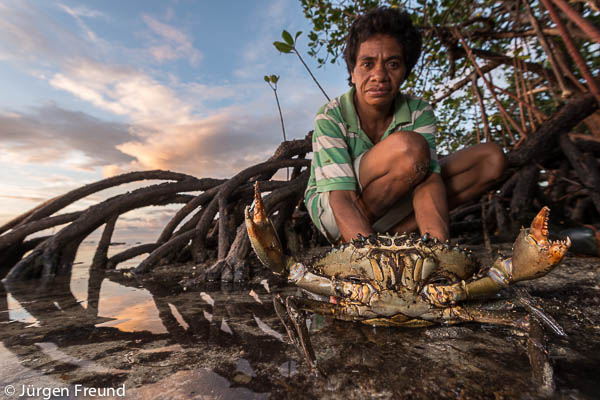 Mita from Mali Island expertly handles a freshly caught live and aggressive  mudcrab from the mangroves.