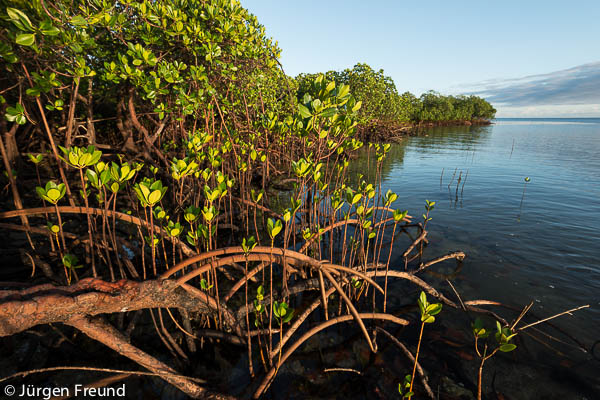 Mangroves of Ligaulevu along the coast of Mali Island.