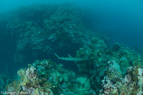 Whitetip reef shark in the coral reef of the Great Sea Reefs.