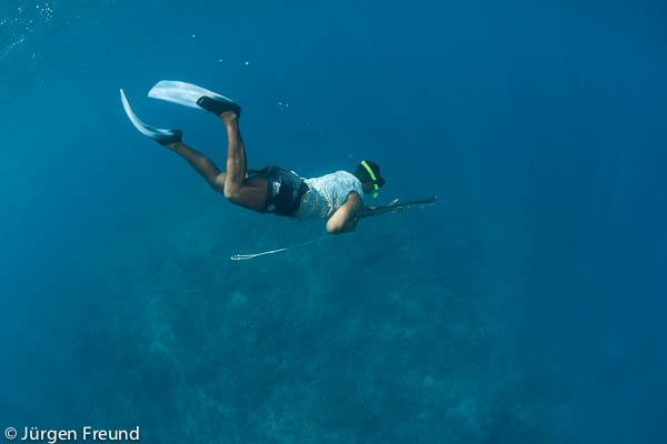 Strong free divers, spear fisherman from Mali Island hunts reef fish in non-marine protected areas of the Great Sea Reef.