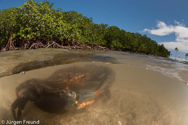 Split level image of a mud crabs (Scylla serrata) in the water by the mangrove roots.