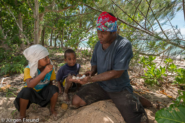 Emosi Time turtle Monitor, dig up nest of freshly laid turtle eggs. He teaches his son about turtle conservation