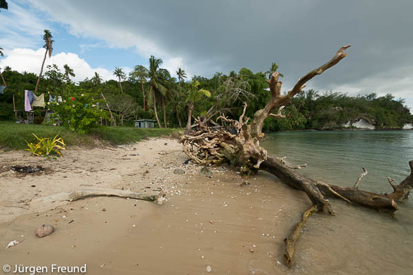 Massive tree fell during Cyclone Evan hitting the northern part of Fiji in December 2012.