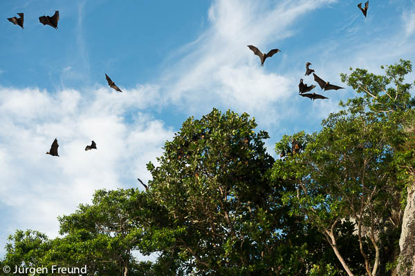 Vatu Cicila Island with fruit bats roosting at daytime.