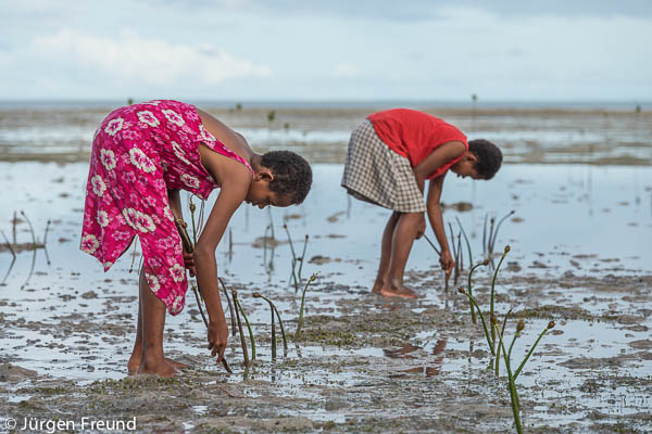 But the girls were the ones who wanted to plant mangroves perfectly.
