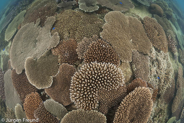 Beautiful shallow acropora and plate corals from Vatu Iwai