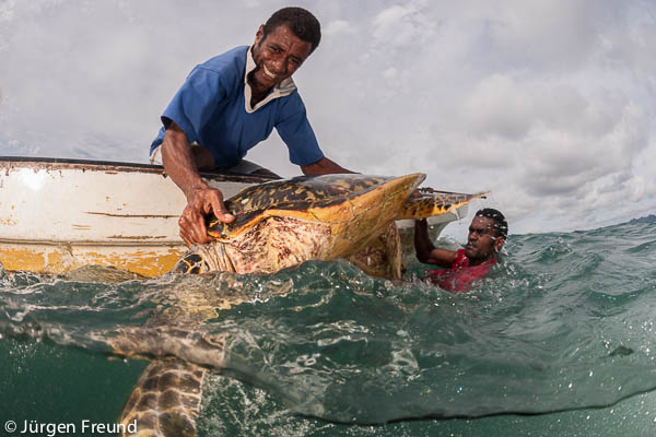 Lemani brings the hawksbill turtle to the boat for tagging and information gathering.