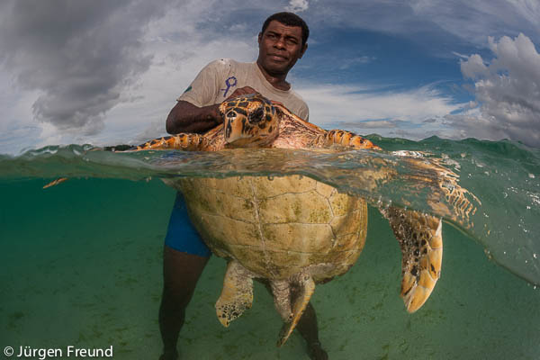 Turtle monitor Emosi Time carries the massive hawksbill turtle back to shore for tagging and information gathering.