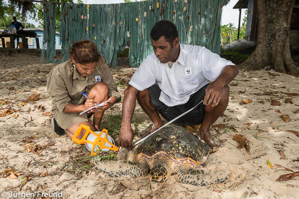 Patricia Mallam, Communications Manager WWF South Pacific with Emosi Time, turtle Monitor from Kavewa Island measuring and getting all physical data of this critically endangered hawksbill sea turtle.