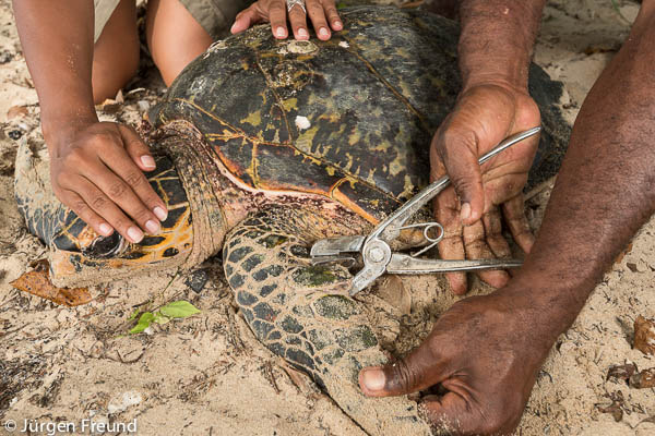 Patricia Mallam, Communications Manager WWF South Pacific with Emosi Time, turtle Monitor from Kavewa Island tagging a critically endangered hawksbill sea turtle.
