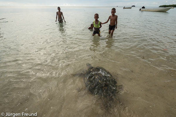 A successful turtle monitoring activity ends with the release of this massive hawksbill turtle from Kavewa Island by the community and WWF.