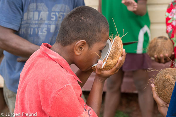 Nothing goes to waste. Fijian boy drinks fresh coconut water. 