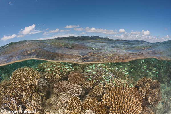 Healthy coral reefs with abundant marine life in tambo or marine protected areas.