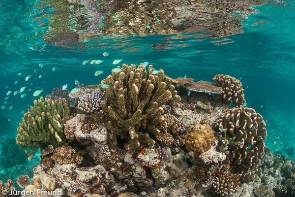 Beautiful shallow coral reefs in the marine protected area near Kia Island.