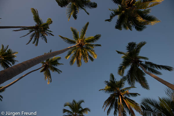 Coconut palm trees in idyllic South Pacific Nukubati Island Resort.