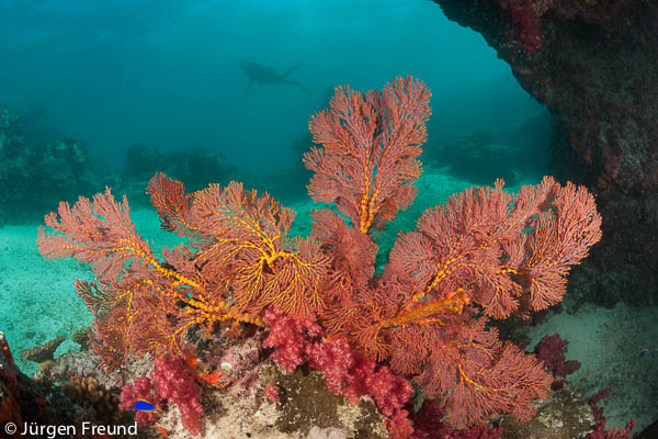 Gorgonian fan coral in the Great Sea Reef's Garden Terrace with me in the background.