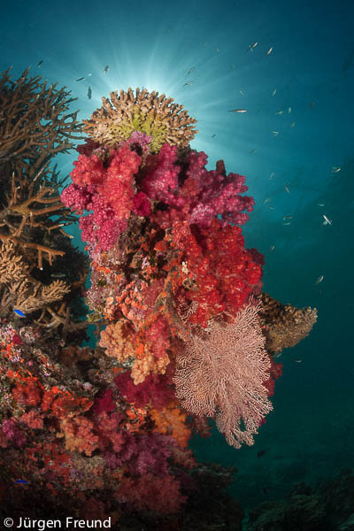 Soft coral garden, a charming dive site in the Great Sea Reef's marine protected area.