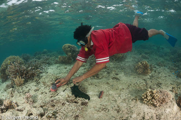 Vani from Nukusa Village Udu Point collects an assortment of sea cucumbers in the reef shallows.