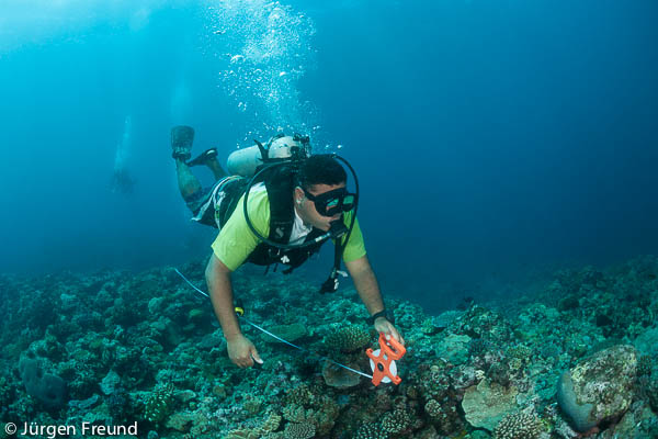 Laisiasa Cavakiqali of University of South Pacific dives and performs a transect of the Great Sea Reefs from near Kia Island.