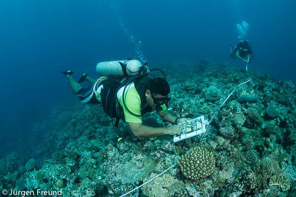 Laisiasa Cavakiqali of University of South Pacific checks what corals there are with the help of a Coral Finder while he conducts a transect of the Great Sea Reefs from near Kia Island along with Laitia Tamata of WWF South Pacific.