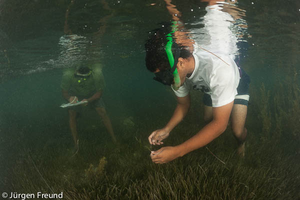 In another area, Laitia and Koli find full seagrass cover.