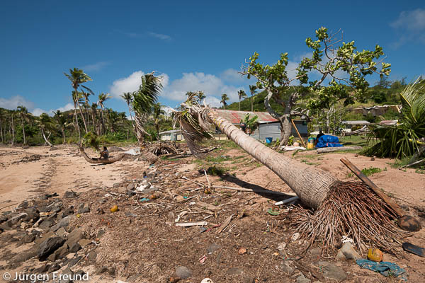 Coconut palm tree close to toppling over from Cyclone Evan and from constant coastal erosion and rising sea levels.