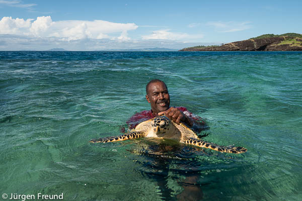 Turtle monitor Pita Qarau carries a big hawksbill turtle to show 9 year old Irris and her mom Patricia Mallam of WWF South Pacific.