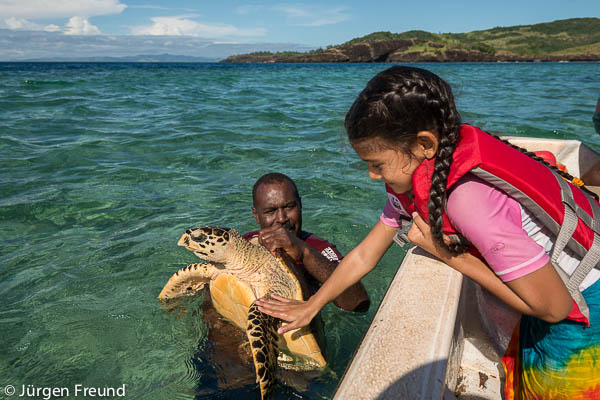 Irris meets her first turtle and she is ready to help Pita do his turtle monitoring job of tagging and writing all size details about the animal.