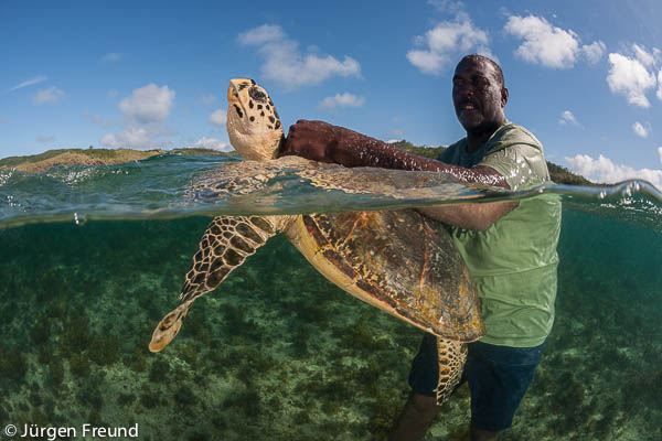 Turtle monitor Pita Qarau catches a hawksbill turtle from the shallow waters along the coast of Yadua Island. 