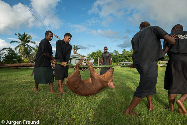 The Sasa clan brought “dalo” or taro for their presentation. A pig too was brought in as part of their “magiti” food presentation.