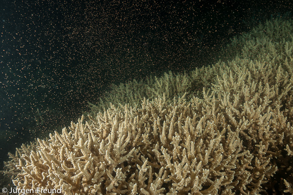 Staghorn coral (Acropora sp.) spawning in Australia's Great Barrier Reef during the annual 'mass' coral spawning event, 4 to 5 days after the full moon in November in the Great Barrier Reef where many colonies and species of coral polyps simultaneously release egg and sperm bundles for external fertilisation.