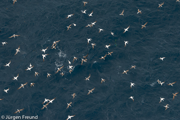 Aerial of boobies swarming a bait ball with yellow fin tuna hunting underwater in Savusavu Bay.